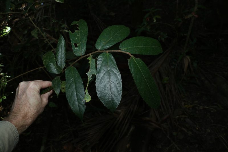 Ficus coronata, photographed by Greg Tasney