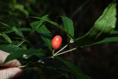 Atractocarpus chartaceus, photographed by Greg Tasney