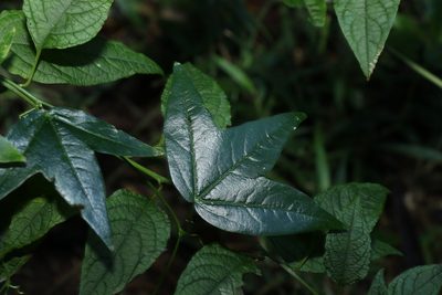 Passiflora suberosa, photographed by Greg Tasney