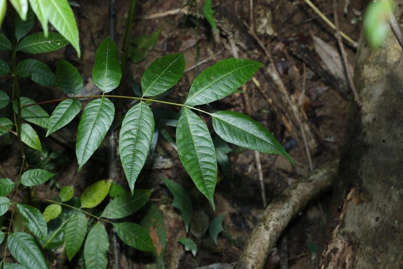 Toona ciliata, photographed by Greg Tasney