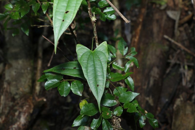 Dioscorea transversa, photographed by Greg Tasney