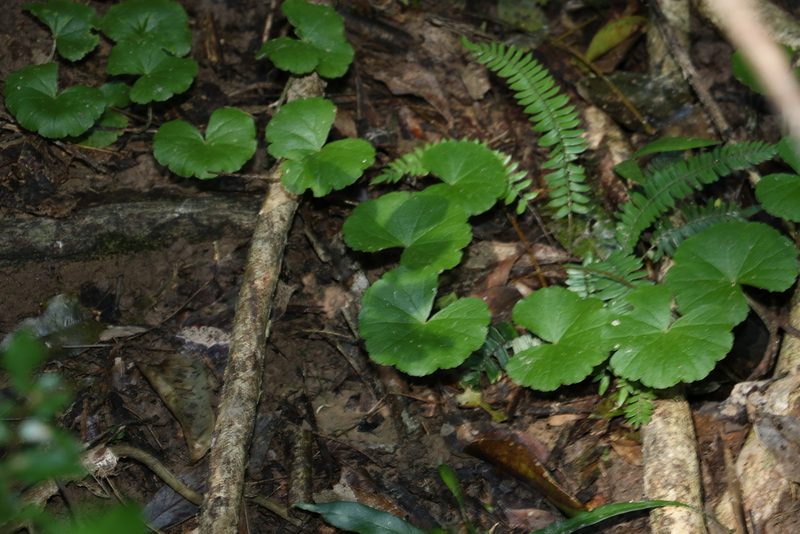 Hydrocotyle pedicellosa, photographed by Greg Tasney