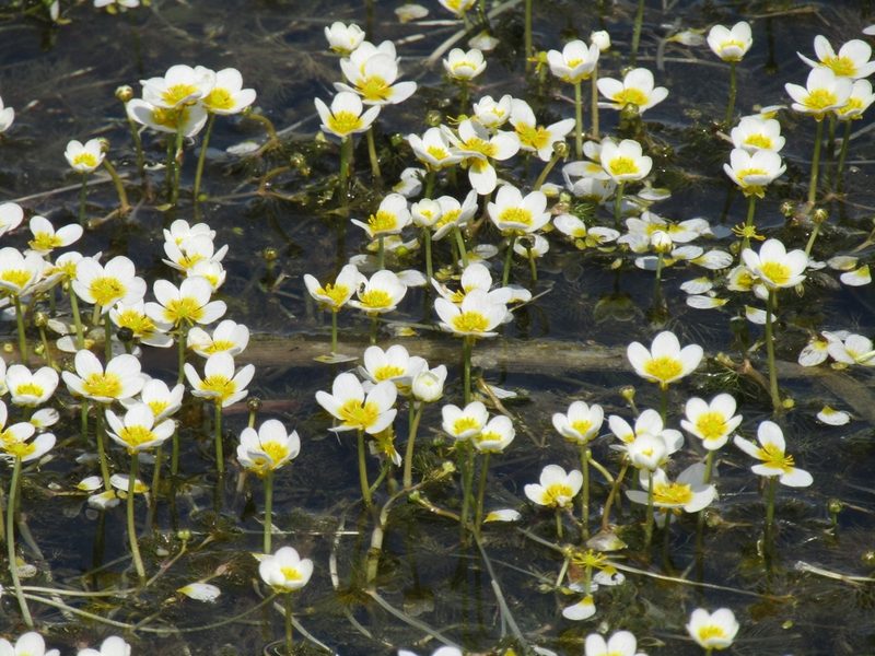 Ranunculus circinatus, photographed by Елена Смирнова