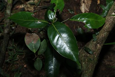 Endiandra globosa, photographed by Greg Tasney