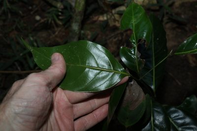 Endiandra globosa, photographed by Greg Tasney