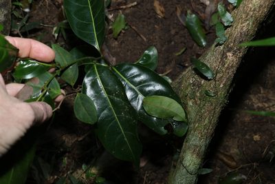 Endiandra globosa, photographed by Greg Tasney