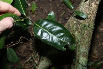 Endiandra globosa, photographed by Greg Tasney