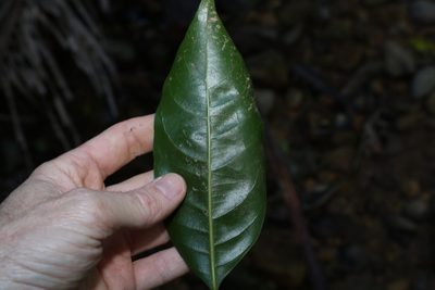 Endiandra globosa, photographed by Greg Tasney