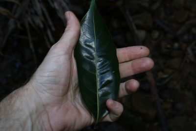 Endiandra globosa, photographed by Greg Tasney