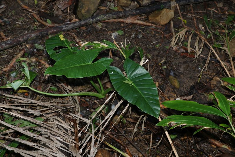 Alocasia brisbanensis, photographed by Greg Tasney