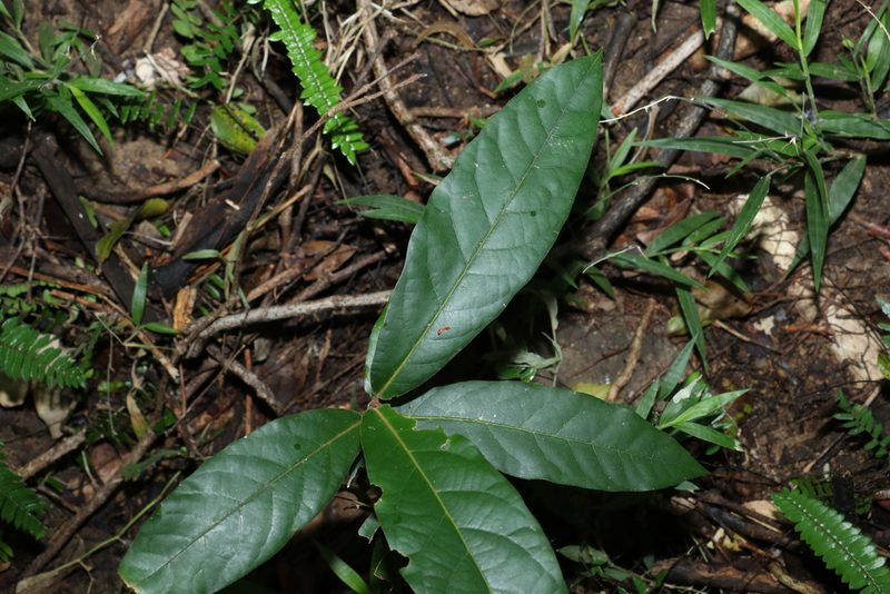 Cryptocarya obovata, photographed by Greg Tasney