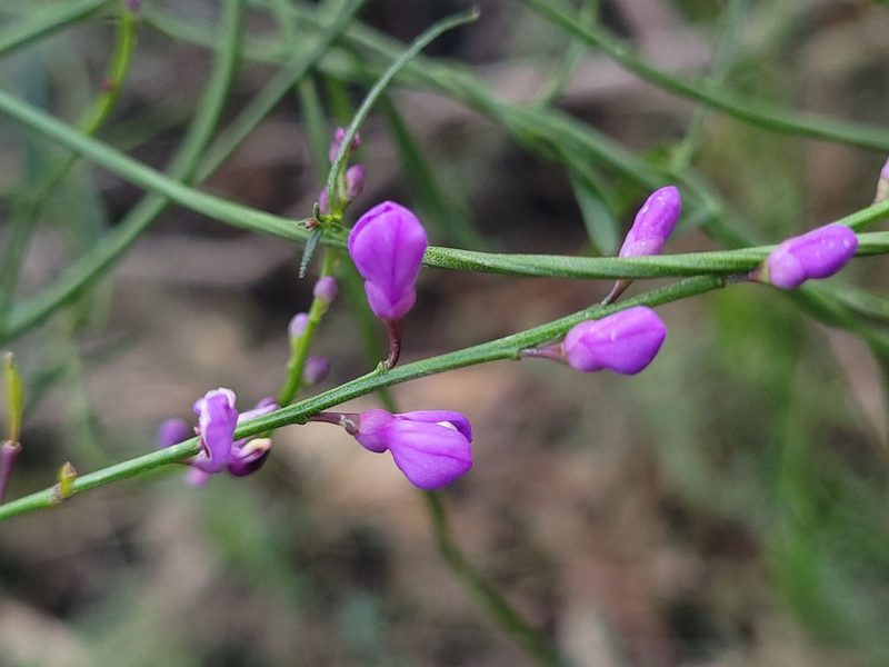 Comesperma volubile, photographed by Eamonn Culhane