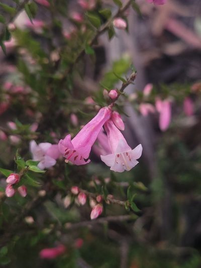 Epacris reclinata, photographed by Eamonn Culhane