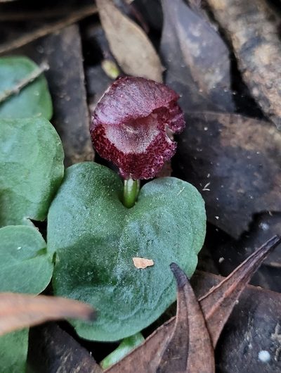 Corybas undulatus, photographed by Eamonn Culhane