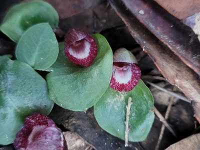 Corybas undulatus, photographed by Eamonn Culhane