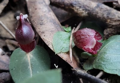 Corybas undulatus, photographed by Eamonn Culhane
