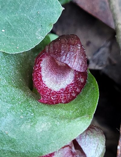 Corybas undulatus, photographed by Eamonn Culhane