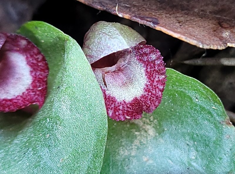 Corybas undulatus, photographed by Eamonn Culhane