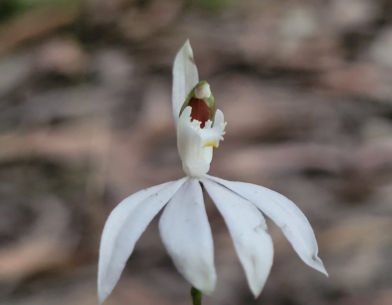 Caladenia picta, photographed by Eamonn Culhane