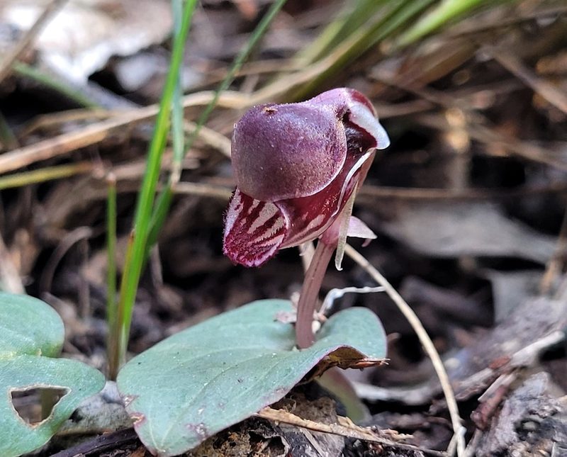 Corybas unguiculatus, photographed by Eamonn Culhane