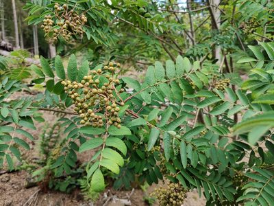 Sorbus aucuparia, photographed by Paul Braun
