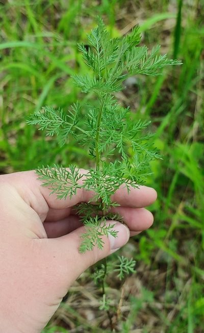 Artemisia macrantha, photographed by Yurii Basov