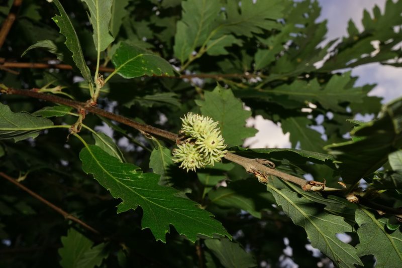 Quercus cerris, photographed by Patrick Hacker
