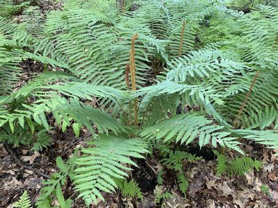 Osmundastrum cinnamomeum, photographed by Tom Scavo