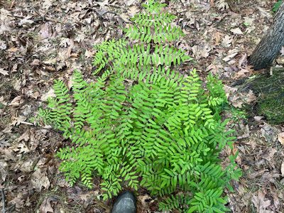 Osmunda spectabilis, photographed by Tom Scavo