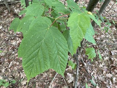 Acer pensylvanicum, photographed by Tom Scavo