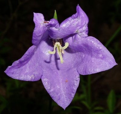 Campanula persicifolia, photographed by Patrick Hacker