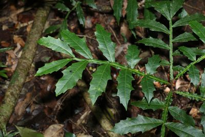 Harpullia alata, photographed by Greg Tasney