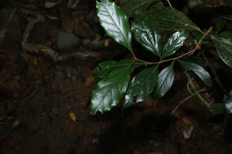 Neolitsea dealbata, photographed by Greg Tasney