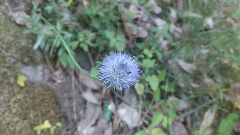 Jasione montana, photographed by Elizabete Marchante