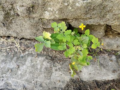 Chelidonium majus, photographed by Paul Braun