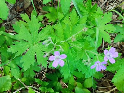 Geranium sylvaticum, photographed by Yurii Basov