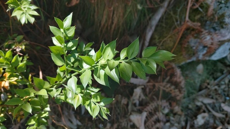 Ruscus aculeatus, photographed by Elizabete Marchante