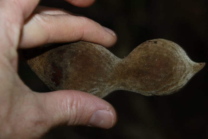 Austrocallerya megasperma, photographed by Greg Tasney