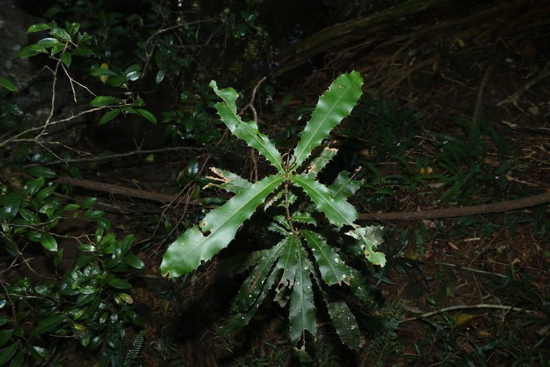 Macadamia tetraphylla, photographed by Greg Tasney