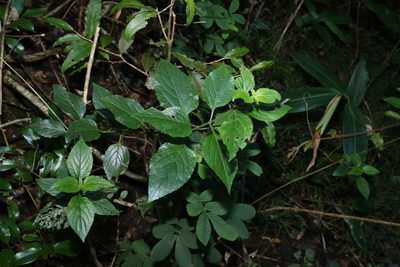 Lantana camara, photographed by Greg Tasney