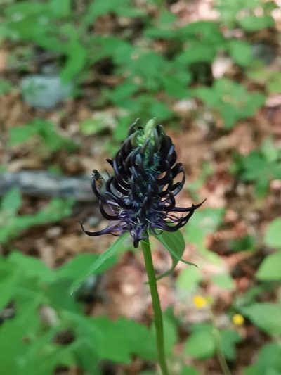 Phyteuma ovatum, photographed by Ljaž