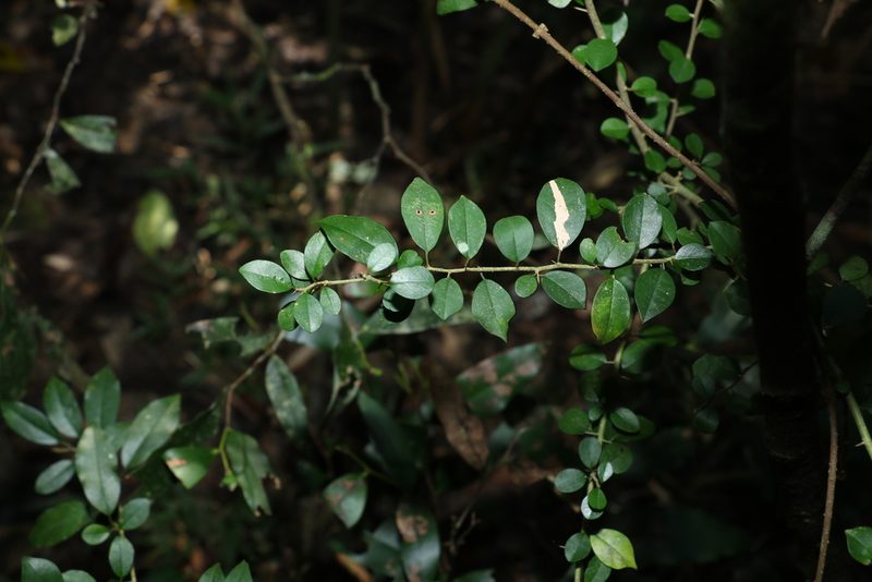 Maclura cochinchinensis, photographed by Greg Tasney