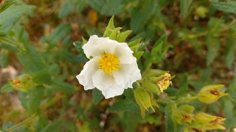 Cistus inflatus, photographed by Elizabete Marchante