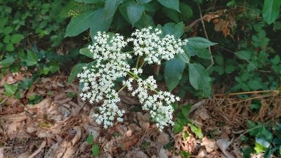 Sambucus nigra, photographed by Elizabete Marchante
