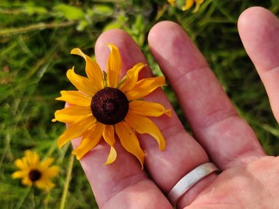 Rudbeckia hirta, photographed by Scott Allen Davis
