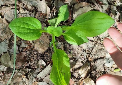 Plantago major, photographed by Yurii Basov