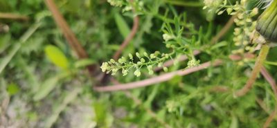 Lepidium ruderale, photographed by Denis Ibaev