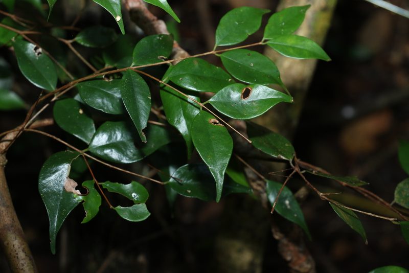 Syzygium luehmannii, photographed by Greg Tasney