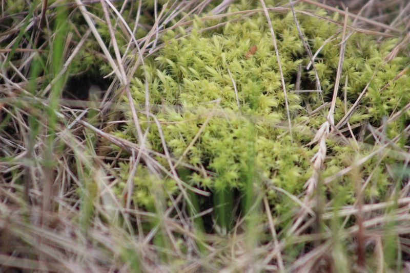 Aulacomnium palustre, photographed by Tatiana Strus