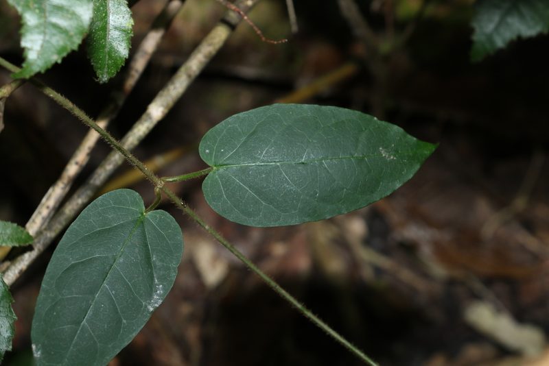 Leichhardtia racemosa, photographed by Greg Tasney